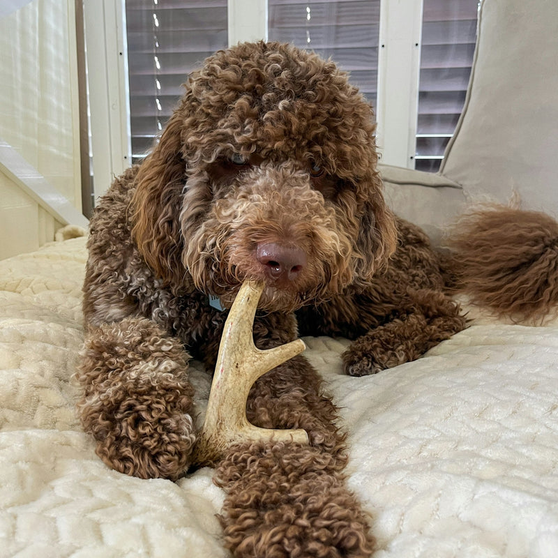 Farm To Pet Deer Antler Dog Chews | Organic Chews for Dogs Antler Dog Chew Light Gray Medium (15-35 LBS),Large (35+ LBS),X-Large (35+ LBS),Giant (35+ LBS)