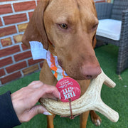 Farm To Pet Deer Antler Dog Chews | Organic Chews for Dogs Antler Dog Chew Dim Gray Medium (15-35 LBS),Large (35+ LBS),X-Large (35+ LBS),Giant (35+ LBS)