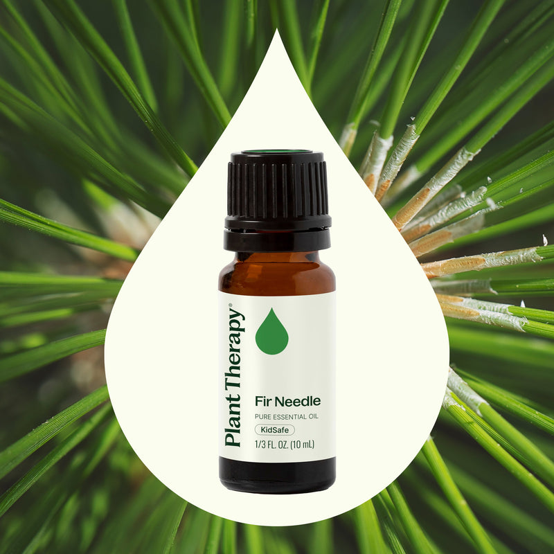 Plant Therapy Fir Needle Essential Oil Essential Oil Seashell 10 mL,30 mL