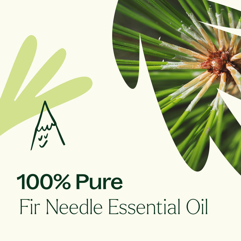 Plant Therapy Fir Needle Essential Oil Essential Oil Dark Olive Green 10 mL,30 mL