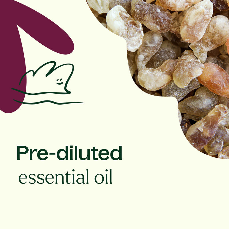 Plant Therapy Frankincense Carterii Essential Oil Pre-Diluted Roll-On Essential Oil Seashell 10 mL