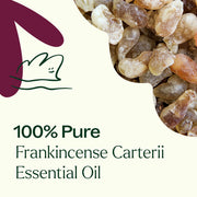 Plant Therapy Frankincense Carterii Essential Oil Essential Oil Dark Slate Gray 10 mL,30 mL,100 mL