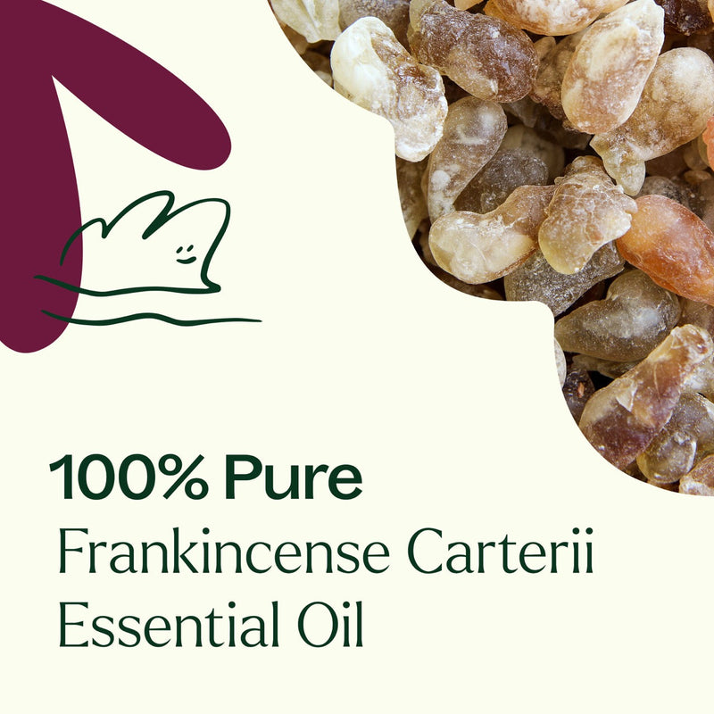 Plant Therapy Frankincense Carterii Essential Oil Essential Oil Dark Slate Gray 10 mL,30 mL,100 mL