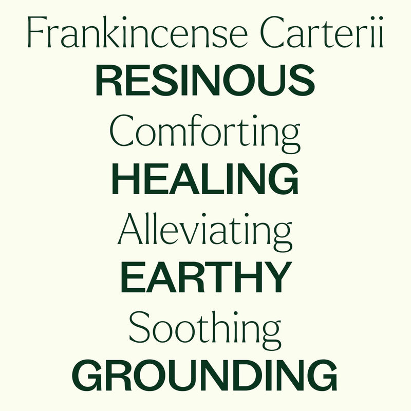 Plant Therapy Frankincense Carterii Essential Oil Essential Oil Floral White 10 mL,30 mL,100 mL