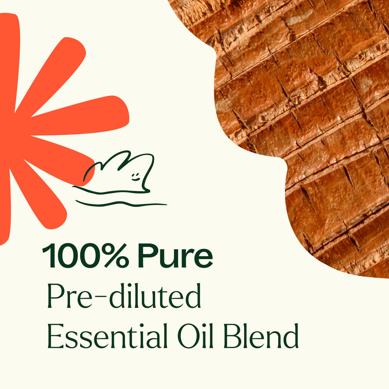 Plant Therapy Grounded Foundation (Root Chakra) Essential Oil Pre-Diluted Roll-On Essential Oil Chocolate 10 mL