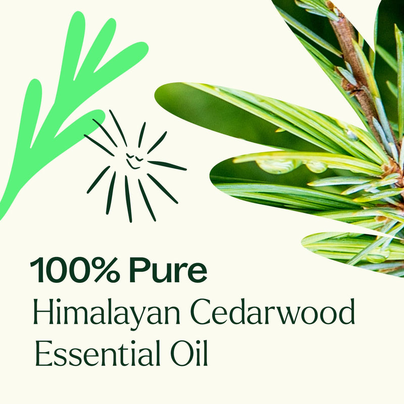 Plant Therapy Himalayan Cedarwood Essential Oil Essential Oil Seashell 10 mL,30 mL