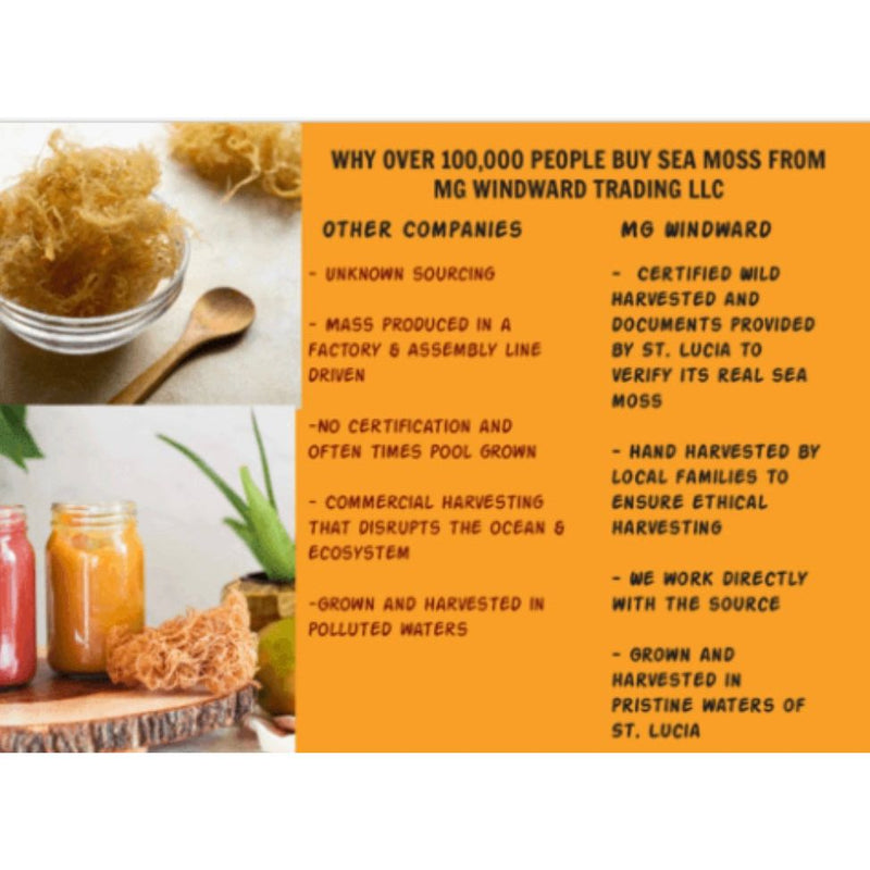 MG Windward Trading LLC Certified Pure Wild Harvested Organic Gold Raw Sea Moss Raw Sea Moss Goldenrod 4oz,8oz,1 pound,5 pounds,10 pounds,20 pounds