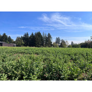 Portland Ashwagandha Farm Ashwagandha Fresh Spagyric Tincture – Pacific Northwest Grown Tincture Cornflower Blue 2oz,4oz
