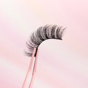 Pink Purée Lily Dark Slate Gray