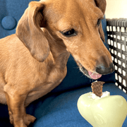Farm To Pet Dog Treat Dispensers Treat Dispenser Black Brown Football,Black Skull,Blue Ice Cream,Glow-In-The-Dark Ball,Glow-In-The-Dark Bone,Orange Flower Pot