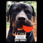 WACKYstore WUNDERball - Best Fetch Toy Black (XL) Over 80 lbs. / Swirl,(XL) Over 80 lbs. / Orange,(XL) Over 80 lbs. / Green,(XL) Over 80 lbs. / Pink,(XL) Over 80 lbs. / Purple,(LARGE) up to 80 lbs. / Swirl,(LARGE) up to 80 lbs. / Orange,(LARGE) up to 80 lbs. / Green,(LARGE) up to 80 lbs. / Pink,(LAR