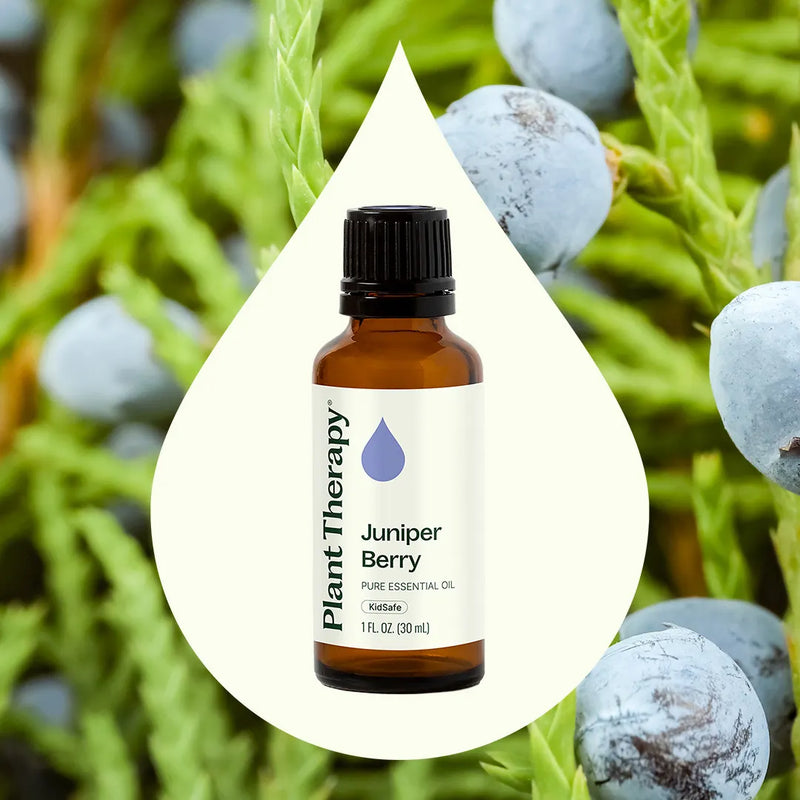 Plant Therapy Juniper Berry Essential Oil Essential Oil Seashell 10 mL,30 mL