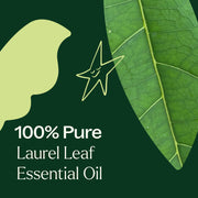 Plant Therapy Laurel Leaf Essential Oil Essential Oil Dark Green 10 mL