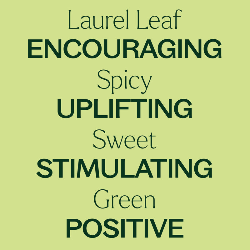 Plant Therapy Laurel Leaf Essential Oil Essential Oil Khaki 10 mL