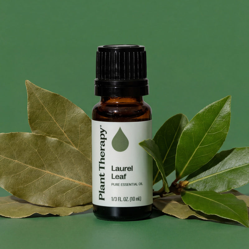Plant Therapy Laurel Leaf Essential Oil Essential Oil Dark Olive Green 10 mL