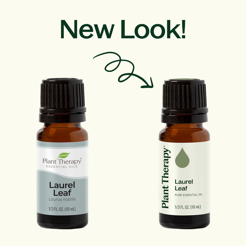 Plant Therapy Laurel Leaf Essential Oil Essential Oil Seashell 10 mL