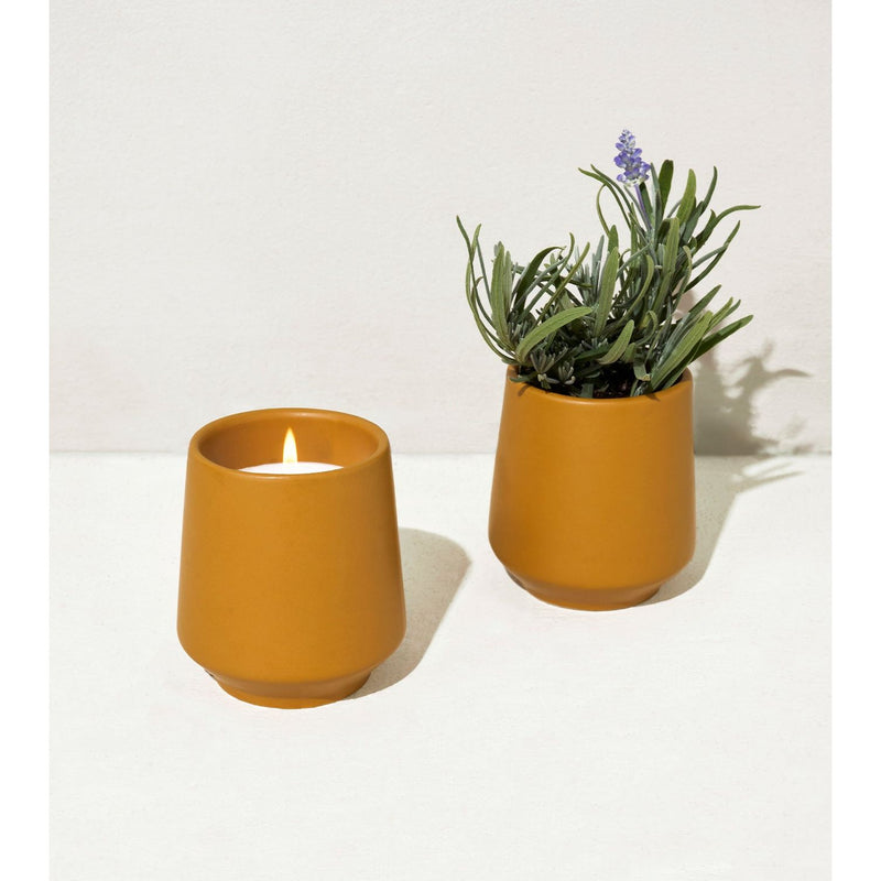 Modern Sprout Rooted Candles Candle Lavender Lavender & Cedarwood 1pk