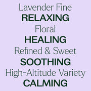 Plant Therapy Lavender Fine Essential Oil Essential Oil Lavender 10 mL,5 mL