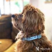 Warren London Fabric Dog Collar - Grey Leashes, Collars & Accessories White Smoke Small (10"-14"),Medium (13"-19"),Large (16"-26")
