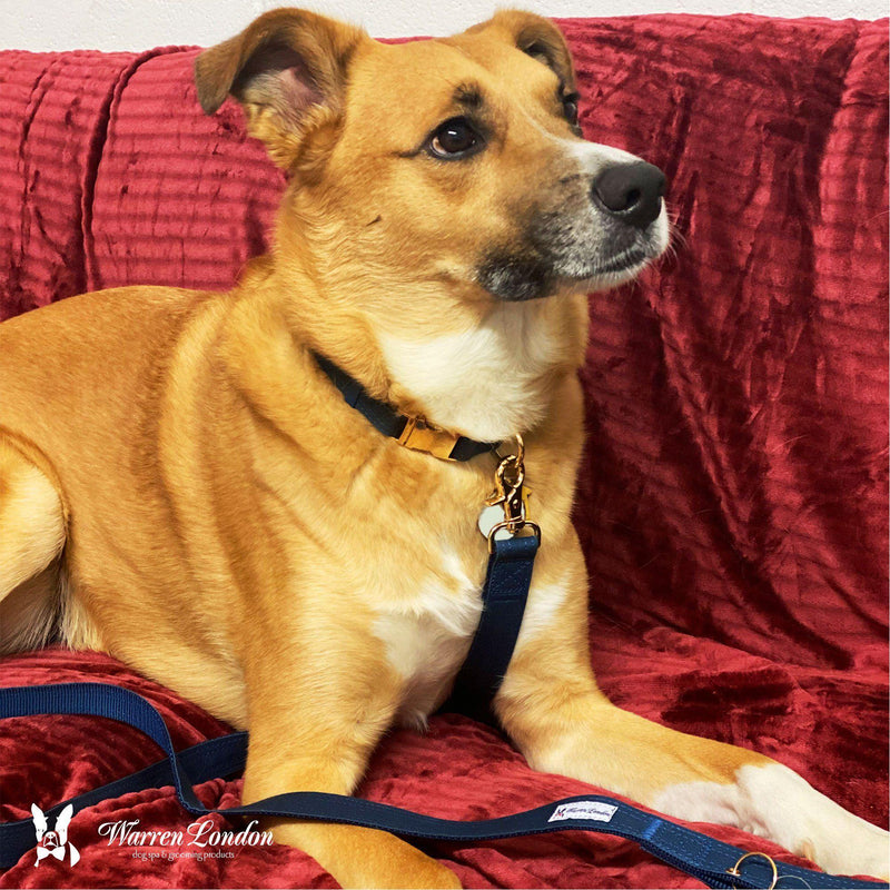Warren London Fabric Dog Collar - Blue Leashes, Collars & Accessories Dark Red Small (10"-14"),Medium (13"-19"),Large (16"-26")