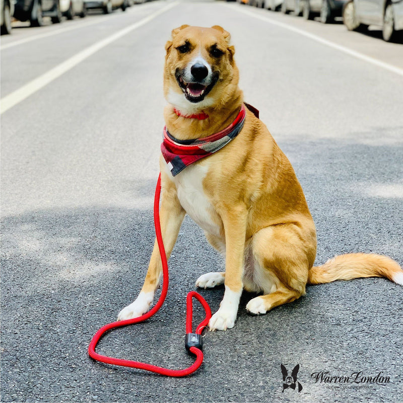 Warren London Climbing Rope Dog Leash - Red Leashes, Collars & Accessories Gray
