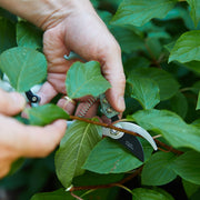 Modern Sprout Gardening Shears & Pruners Accessory Black Shears 1pk - Sage,Shears 1pk - Lavender,Shears 1pk - Ocean,Shears 1pk - Chartreuse,Pruners 1pk - Sage,Pruners 1pk - Lavender,Pruners 1pk - Ocean,Pruners 1pk - Chartreuse,Shears+Pruners 2pk - Sage,Shears+Pruners 2pk - Lavender,Shears+Pruners 2pk - Ocean,Sh