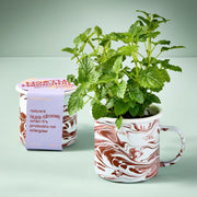 Modern Sprout Altered Herb Mug Grow Kits Indoor Garden Kit Light Gray Nearly Nirvana - Holy Basil,Sorta Soothing - Mint,Mostly Medicinal - Lemon Balm