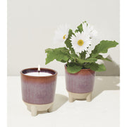 Modern Sprout Glow & Grow Kits Candle Antique White Glow and Grow - Herb Garden,Glow and Grow - Wildflower Fields,Glow and Grow - Desert Oasis,Glow and Grow - Frosted Forest