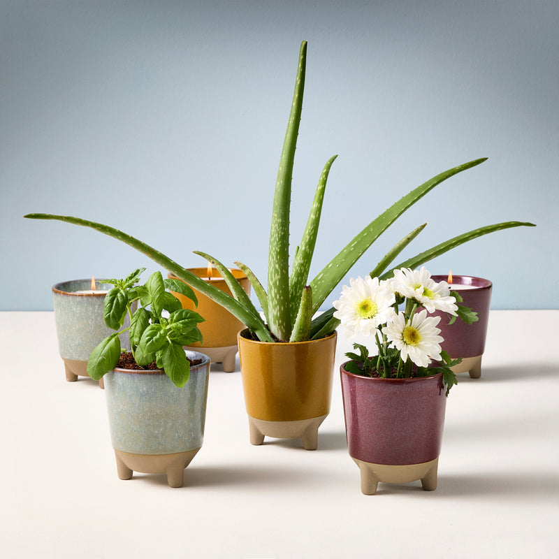 Modern Sprout Glow & Grow Kits Candle Light Gray Glow and Grow - Herb Garden,Glow and Grow - Wildflower Fields,Glow and Grow - Desert Oasis,Glow and Grow - Frosted Forest