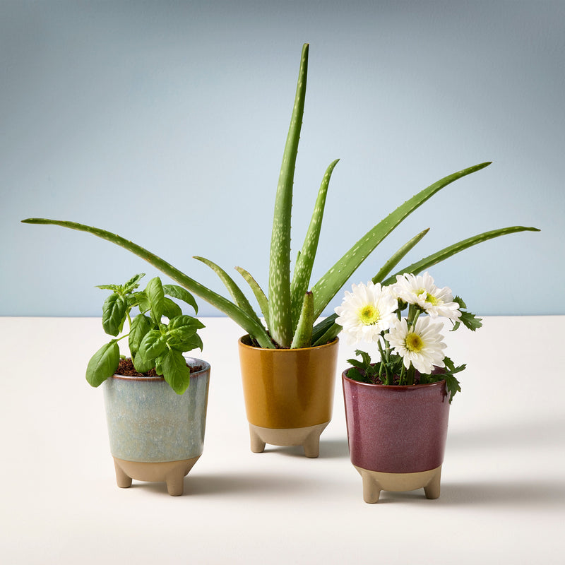 Modern Sprout Glow & Grow Kits Candle Light Gray Glow and Grow - Herb Garden,Glow and Grow - Wildflower Fields,Glow and Grow - Desert Oasis,Glow and Grow - Frosted Forest