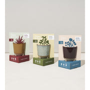 Modern Sprout Glow & Grow Kits Candle Light Gray Glow and Grow - Herb Garden,Glow and Grow - Wildflower Fields,Glow and Grow - Desert Oasis,Glow and Grow - Frosted Forest