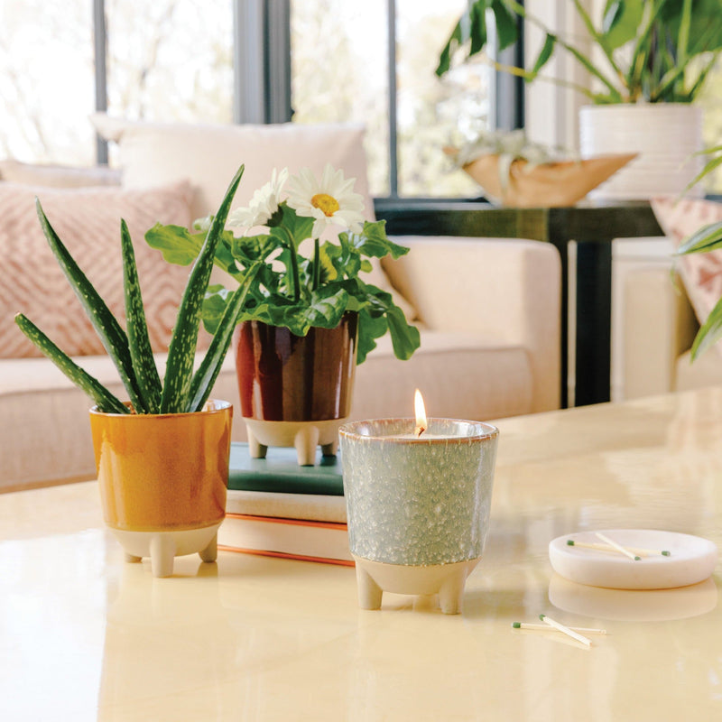 Modern Sprout Glow & Grow Kits Candle Light Gray Glow and Grow - Herb Garden,Glow and Grow - Wildflower Fields,Glow and Grow - Desert Oasis,Glow and Grow - Frosted Forest