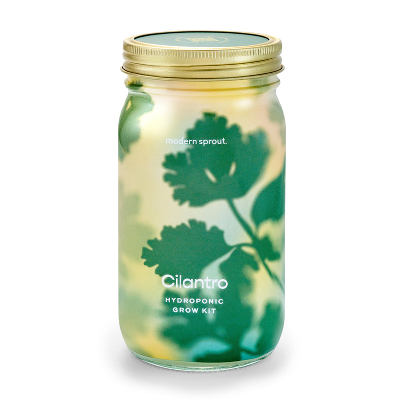 Modern Sprout Garden Jars - Organic Herbs Indoor Garden Kit Tan Cilantro 1pk
