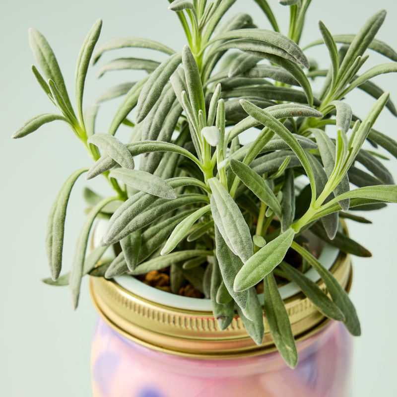 Modern Sprout Garden Jars - Organic Herbs Indoor Garden Kit Light Gray Lavender 1pk,Basil 1pk,Parsley 1pk,Mint 1pk,Rosemary 1pk,Cilantro 1pk,Basil+Parsley+Mint+Rosemary+Cilantro+Lavender 6pk,Basil+Parsley+Mint+Rosemary+Lavender 5pk,Basil+Mint 2pk,Basil+Parsley 2pk,Basil+Rosemary 2pk,Basil+Cilantro 2pk,Lavender+Rosemary 2pk,B