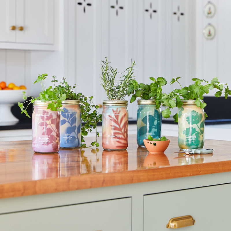 Modern Sprout Garden Jars - Organic Herbs Indoor Garden Kit Gray Lavender 1pk,Basil 1pk,Parsley 1pk,Mint 1pk,Rosemary 1pk,Cilantro 1pk,Basil+Parsley+Mint+Rosemary+Cilantro+Lavender 6pk,Basil+Parsley+Mint+Rosemary+Lavender 5pk,Basil+Mint 2pk,Basil+Parsley 2pk,Basil+Rosemary 2pk,Basil+Cilantro 2pk,Lavender+Rosemary 2pk,B
