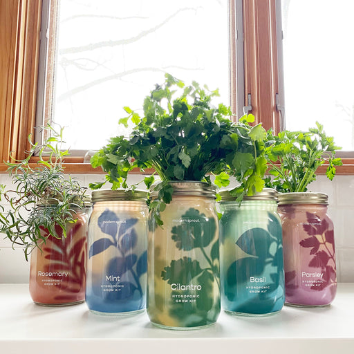 Modern Sprout Garden Jars - Organic Herbs Indoor Garden Kit White Smoke Lavender 1pk,Basil 1pk,Parsley 1pk,Mint 1pk,Rosemary 1pk,Cilantro 1pk,Basil+Parsley+Mint+Rosemary+Cilantro+Lavender 6pk,Basil+Parsley+Mint+Rosemary+Cilantro 5pk,Basil+Mint 2pk,Basil+Parsley 2pk,Basil+Rosemary 2pk,Basil+Cilantro 2pk,Lavender+Rosemary 2pk,B