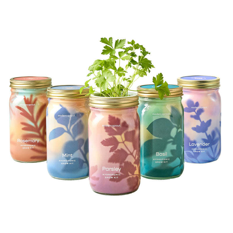 Modern Sprout Garden Jars - Organic Herbs Indoor Garden Kit White Smoke Lavender 1pk,Basil 1pk,Parsley 1pk,Mint 1pk,Rosemary 1pk,Cilantro 1pk,Basil+Parsley+Mint+Rosemary+Cilantro+Lavender 6pk,Basil+Parsley+Mint+Rosemary+Cilantro 5pk,Basil+Mint 2pk,Basil+Parsley 2pk,Basil+Rosemary 2pk,Basil+Cilantro 2pk,Lavender+Rosemary 2pk,B