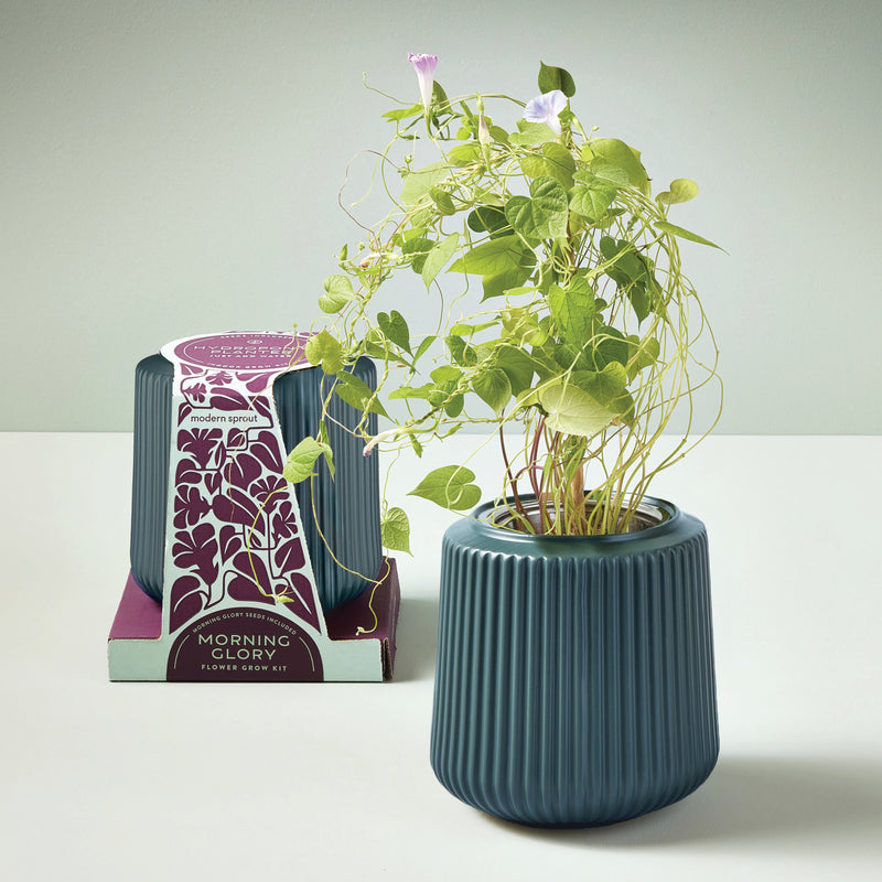 Modern Sprout Flower Grow Kits Indoor Garden Kit Lavender Morning Glory / Forest Planter