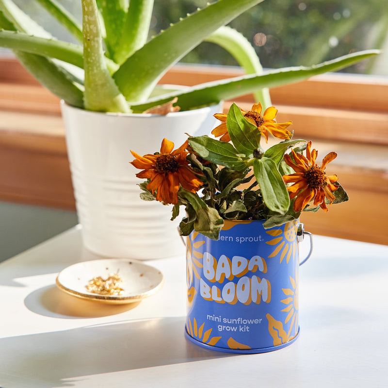 Modern Sprout Complimentary Colors Grow Kits Indoor Garden Kit Light Gray Stay Zen Friend 1pk,One in a Melon 1pk,You are My Jam 1pk,Awesome Sauce 1pk,Bada Bloom 1pk,Stuck on You 1pk,Mixed 4pk,Mixed 6pk,Rockin' Around 1pk,Let It Grow 1pk,Spirits Bright 1pk,Seasonal Mixed 3pk