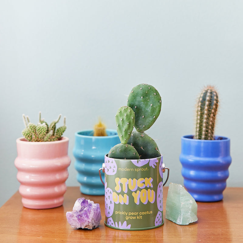 Modern Sprout Complimentary Colors Grow Kits Indoor Garden Kit Light Gray Stay Zen Friend 1pk,One in a Melon 1pk,You are My Jam 1pk,Awesome Sauce 1pk,Bada Bloom 1pk,Stuck on You 1pk,Mixed 4pk,Mixed 6pk,Rockin' Around 1pk,Let It Grow 1pk,Spirits Bright 1pk,Seasonal Mixed 3pk