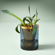 Modern Sprout Agave Grow Kit Indoor Garden Kit Light Gray
