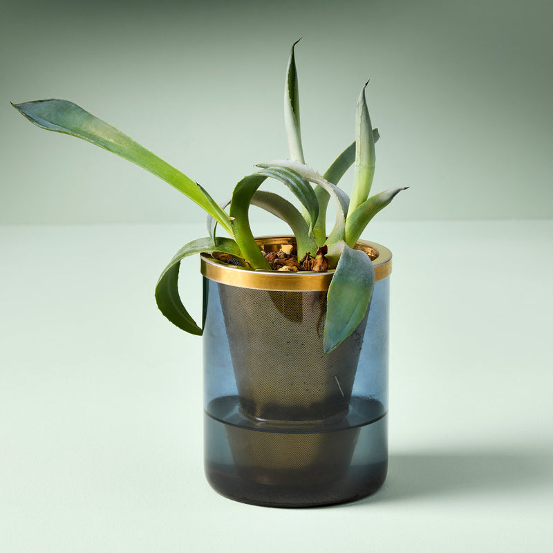 Modern Sprout Agave Grow Kit Indoor Garden Kit Light Gray