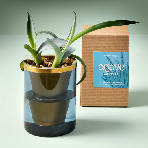 Modern Sprout Agave Grow Kit Indoor Garden Kit Gray