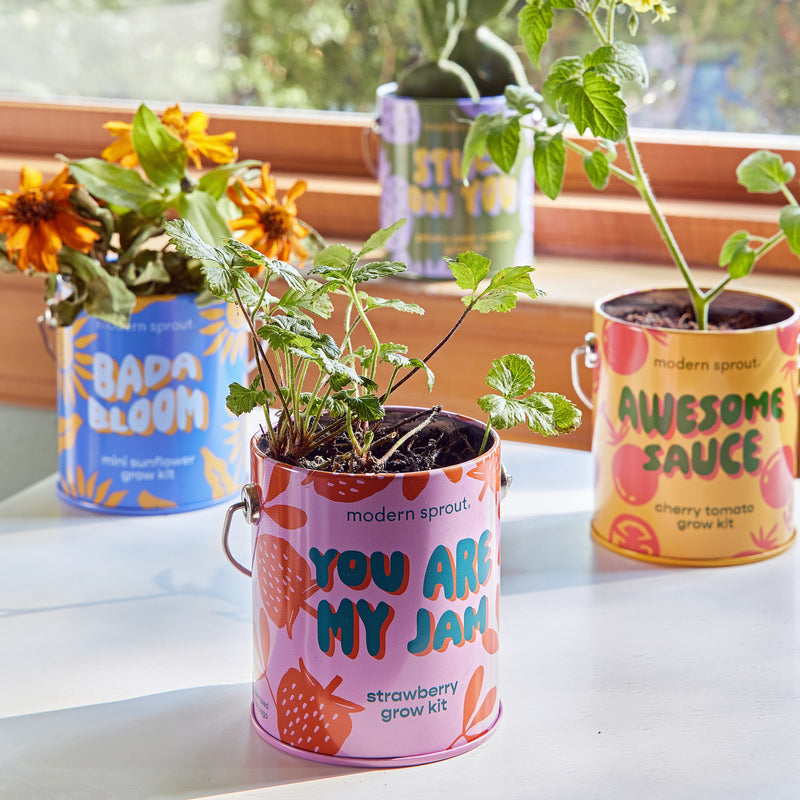 Modern Sprout Complimentary Colors Grow Kits Indoor Garden Kit Light Gray Stay Zen Friend 1pk,One in a Melon 1pk,You are My Jam 1pk,Awesome Sauce 1pk,Bada Bloom 1pk,Stuck on You 1pk,Mixed 4pk,Mixed 6pk,Rockin' Around 1pk,Let It Grow 1pk,Spirits Bright 1pk,Seasonal Mixed 3pk