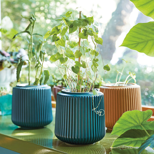 Modern Sprout Flower Grow Kits Indoor Garden Kit White Smoke Zinnia Dahlia / Goldenrod Planter,Daisy Daydream / Forest Planter,Morning Glory / Forest Planter,Morning Glory / Blush Planter