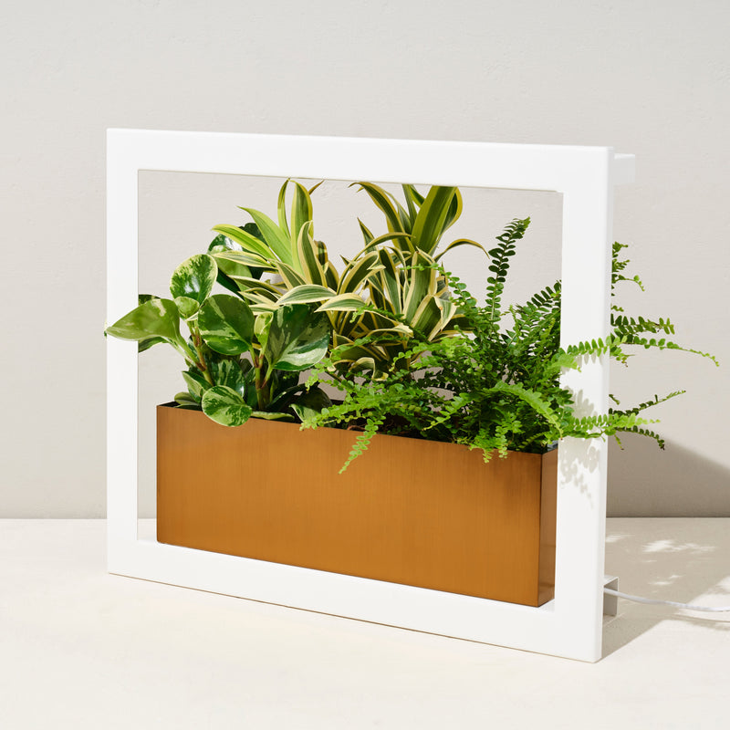Modern Sprout Smart Standard Growframe Grow Light Light Gray Matte Black,Turmeric,Emerald,Matte White