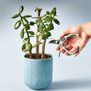 Modern Sprout Gardening Shears & Pruners Accessory Lavender Shears 1pk - Sage,Shears 1pk - Lavender,Shears 1pk - Ocean,Shears 1pk - Chartreuse,Pruners 1pk - Sage,Pruners 1pk - Lavender,Pruners 1pk - Ocean,Pruners 1pk - Chartreuse,Shears+Pruners 2pk - Sage,Shears+Pruners 2pk - Lavender,Shears+Pruners 2pk - Ocean,Sh