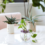 Modern Sprout Botanical Keepers, 2pk Accessory Light Gray