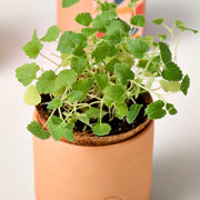Modern Sprout Pet Tiny Terracotta Grow Kits Indoor Garden Kit Tan Curious Catnip,Good Dog Greens