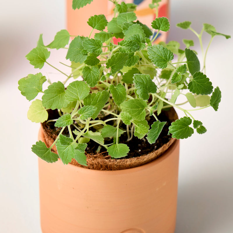 Modern Sprout Pet Tiny Terracotta Grow Kits Indoor Garden Kit Tan Curious Catnip,Good Dog Greens